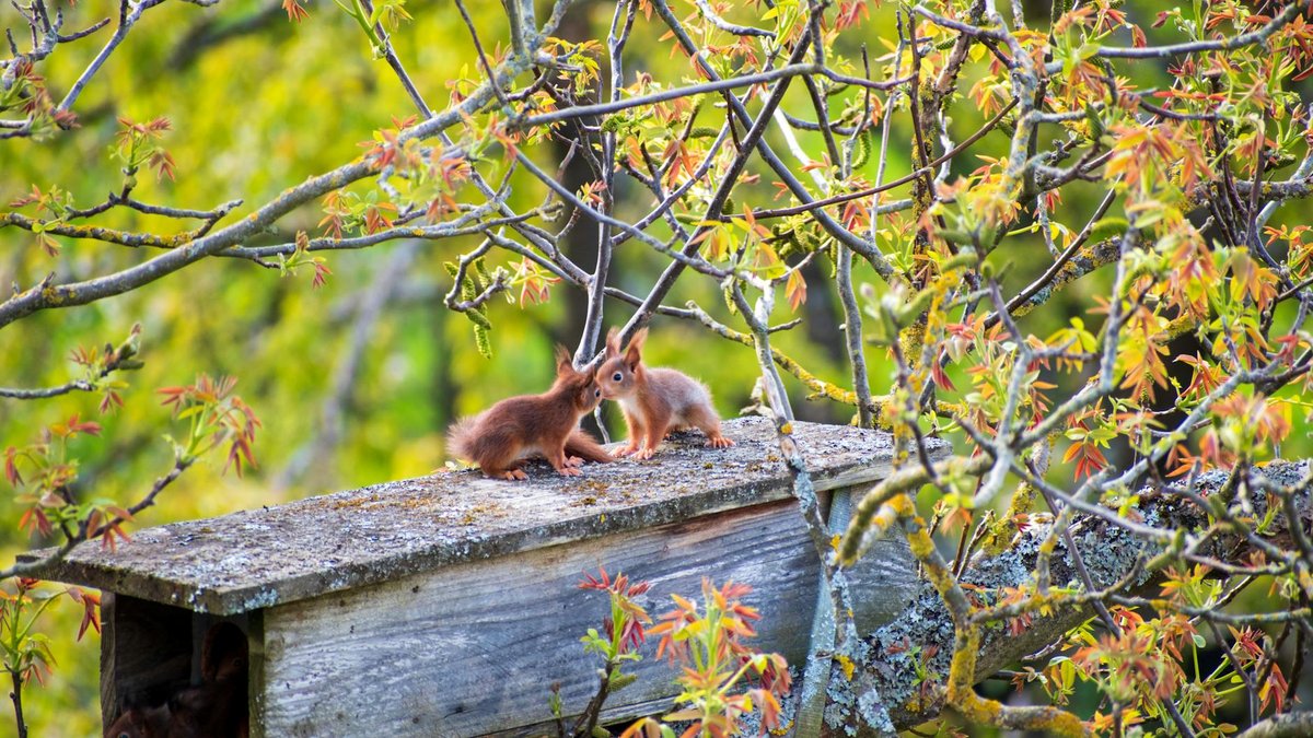 squirrel nest box