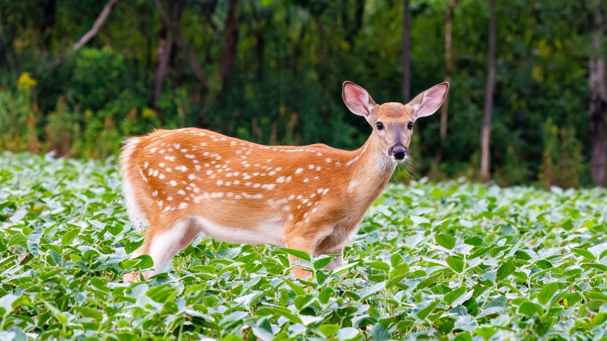 garden damage deer