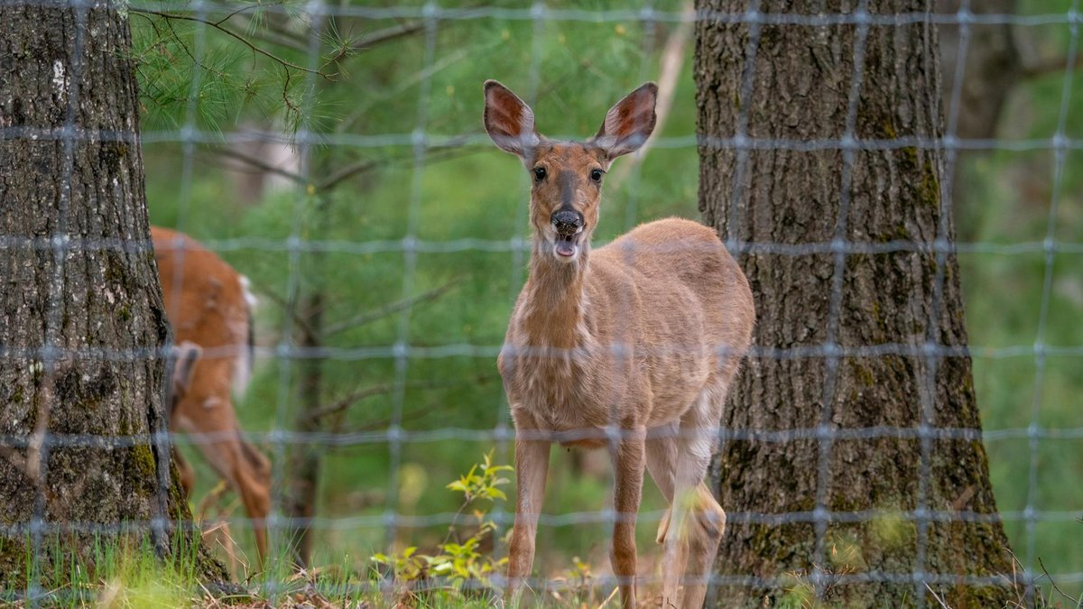garden protection deer
