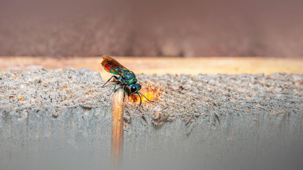 parasitic wasp cocoons