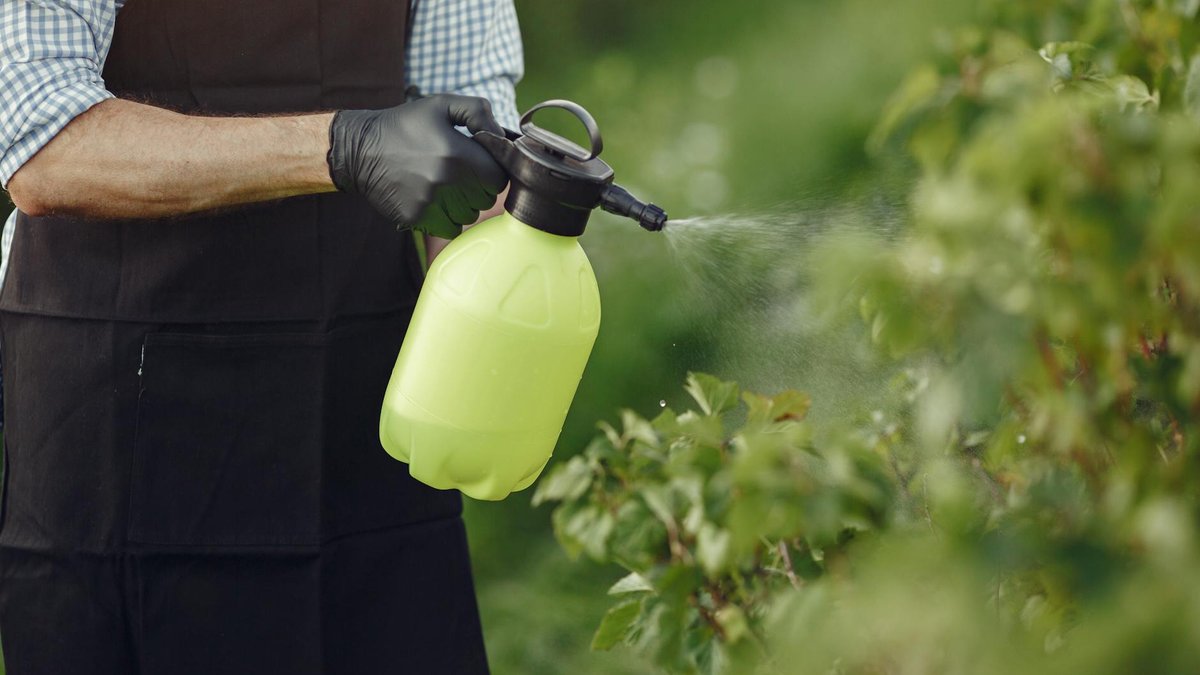 bacillus thuringiensis spray