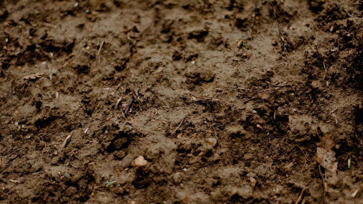 wet soil