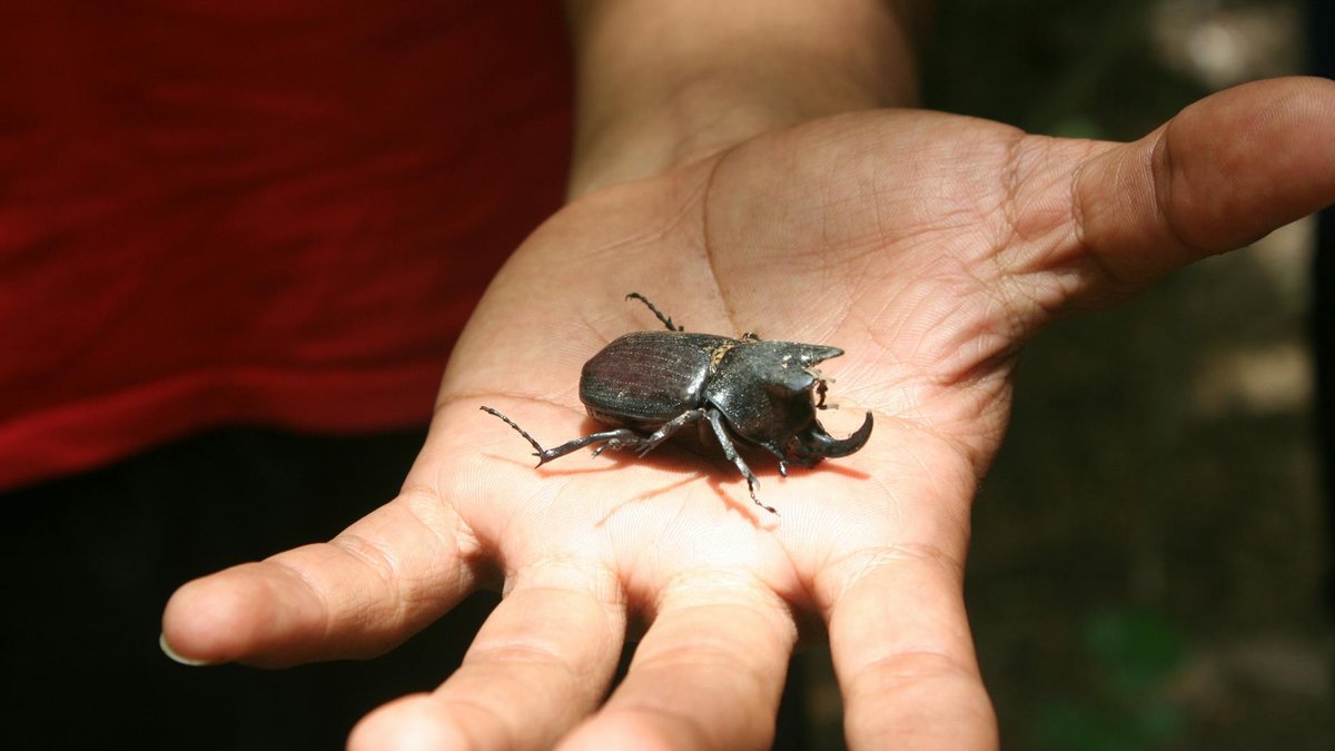 hand picking beetles