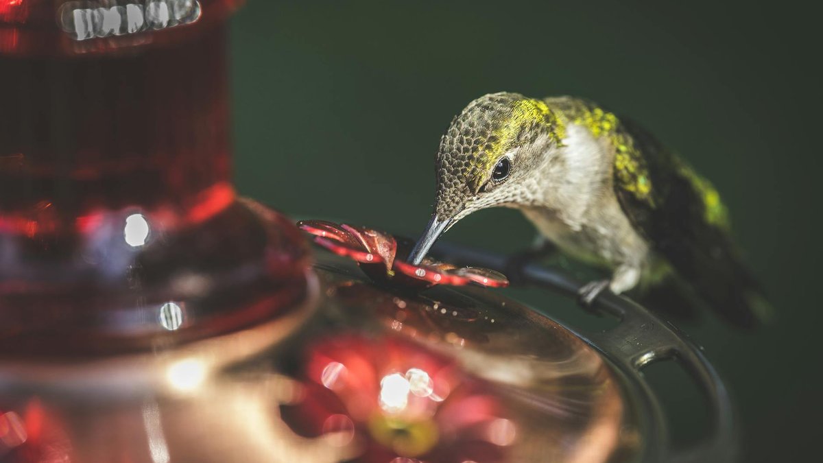 hummingbird feeder cleaning