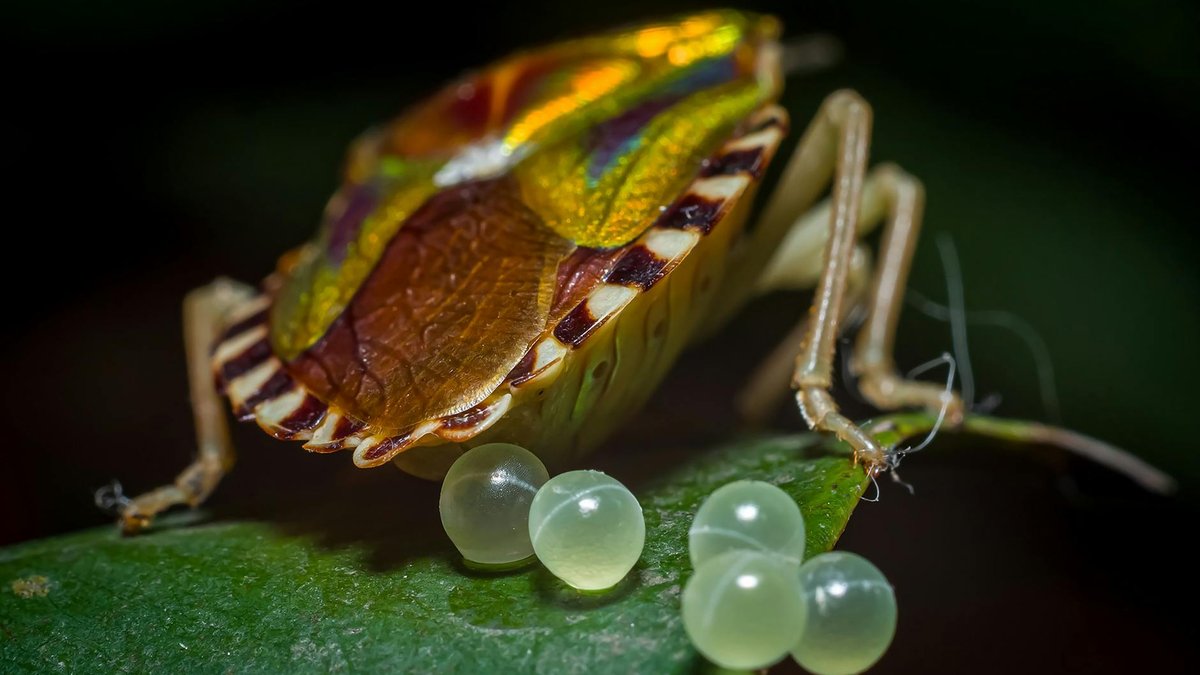 squash bug eggs