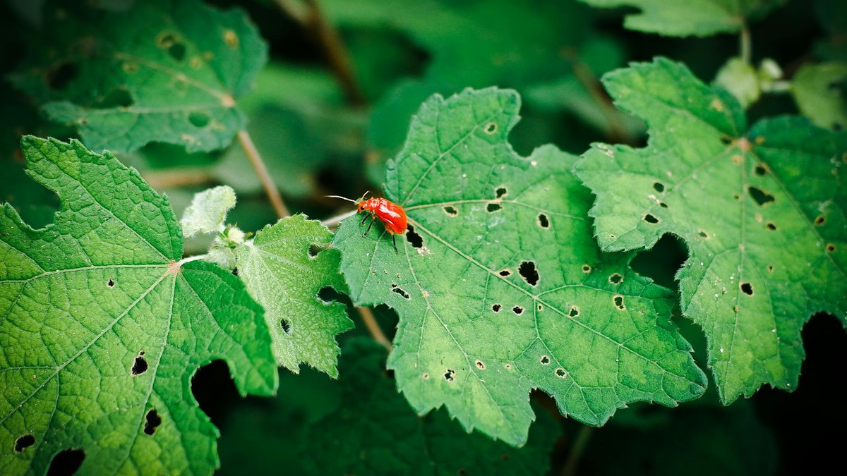squash bug damage