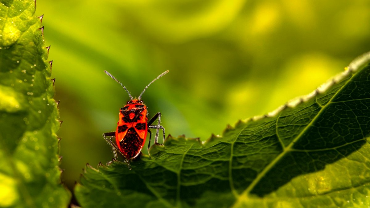 squash bug removal