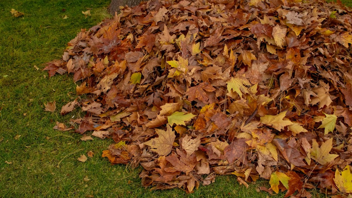 leaf pile garden