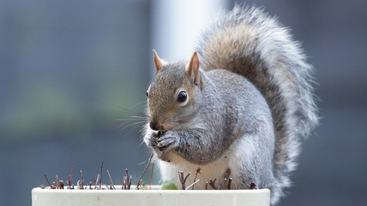 squirrel barrier pot