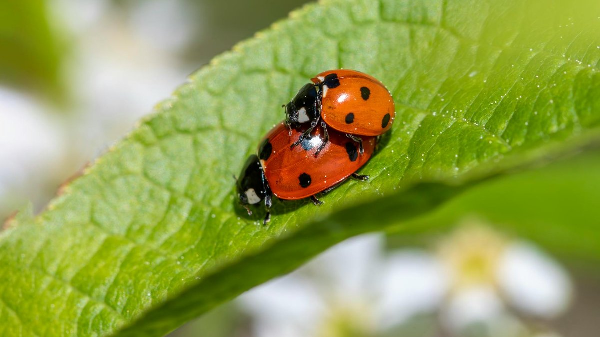 purchased ladybugs