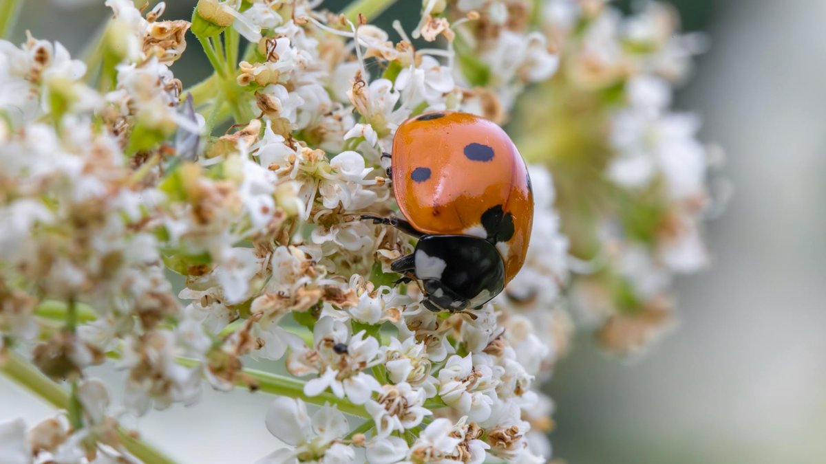 ladybug on flower
