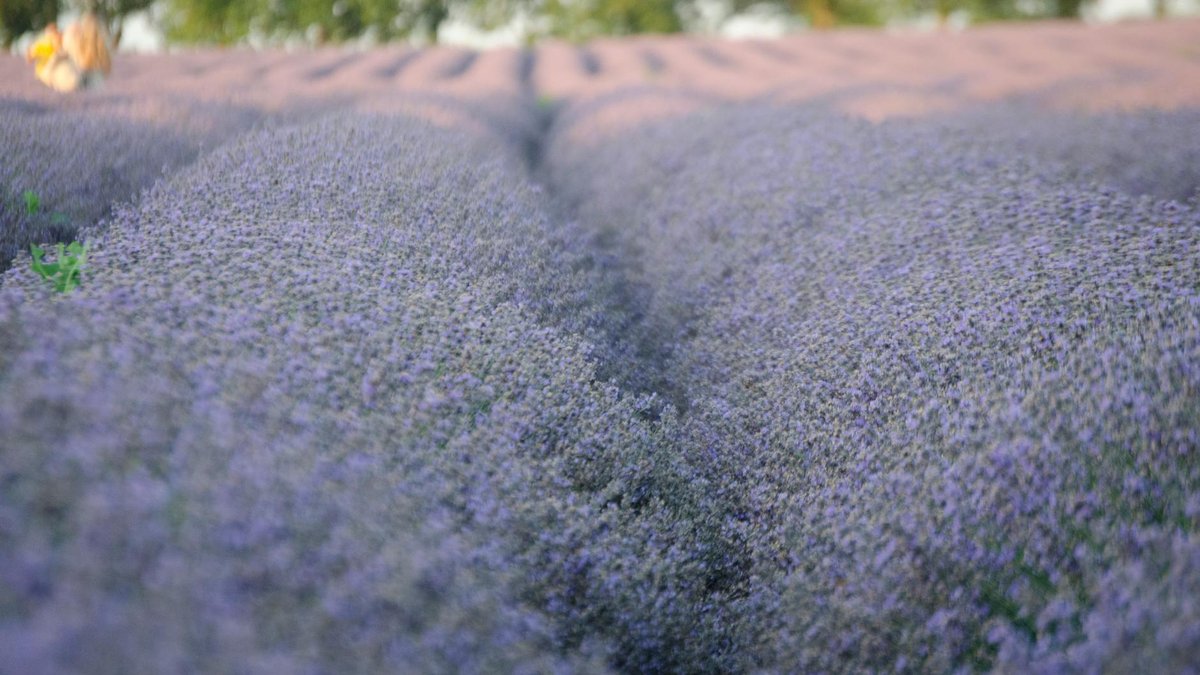 lavender field