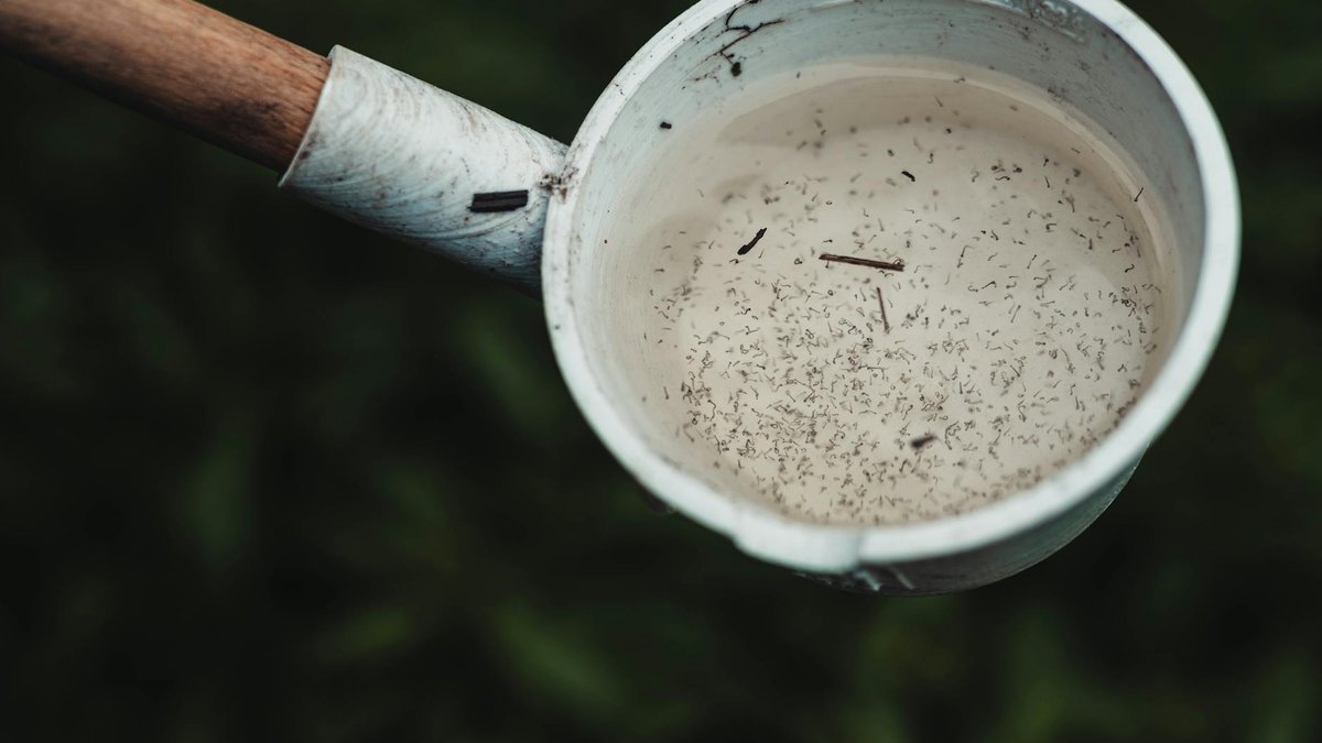 mosquito trap