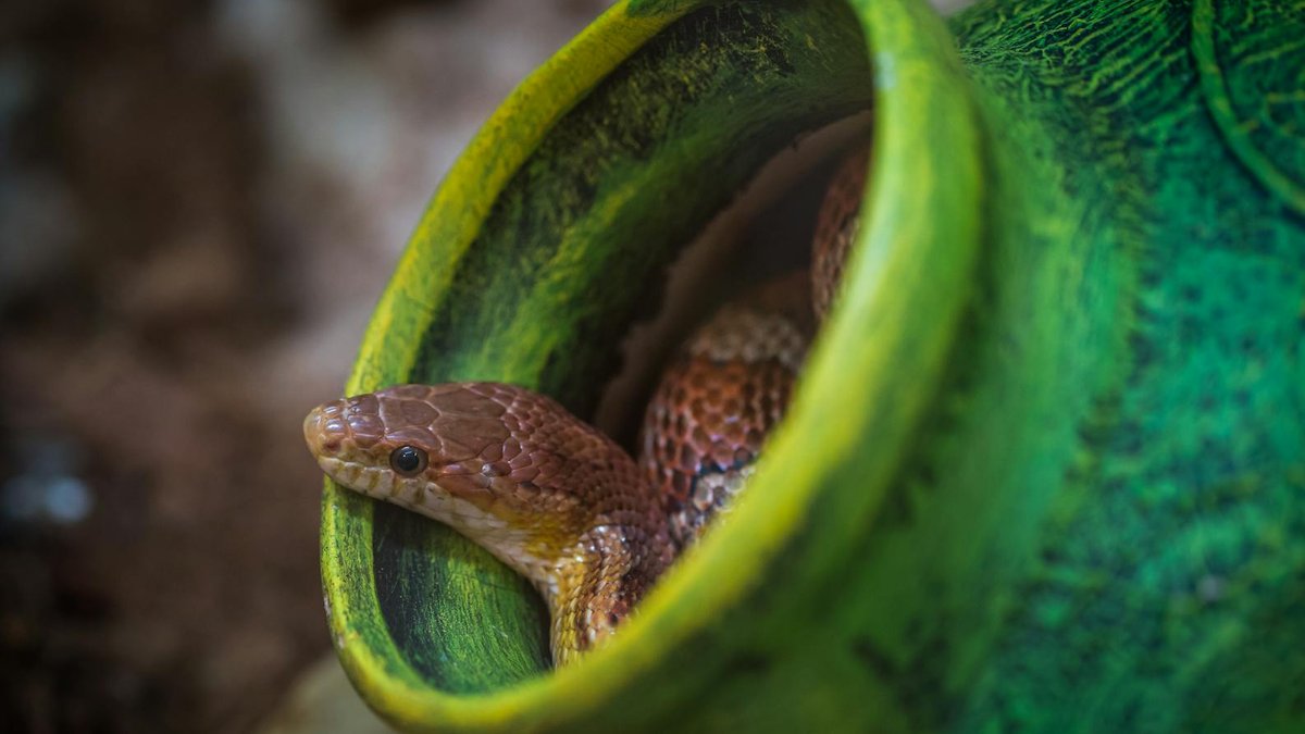 snake hiding spots