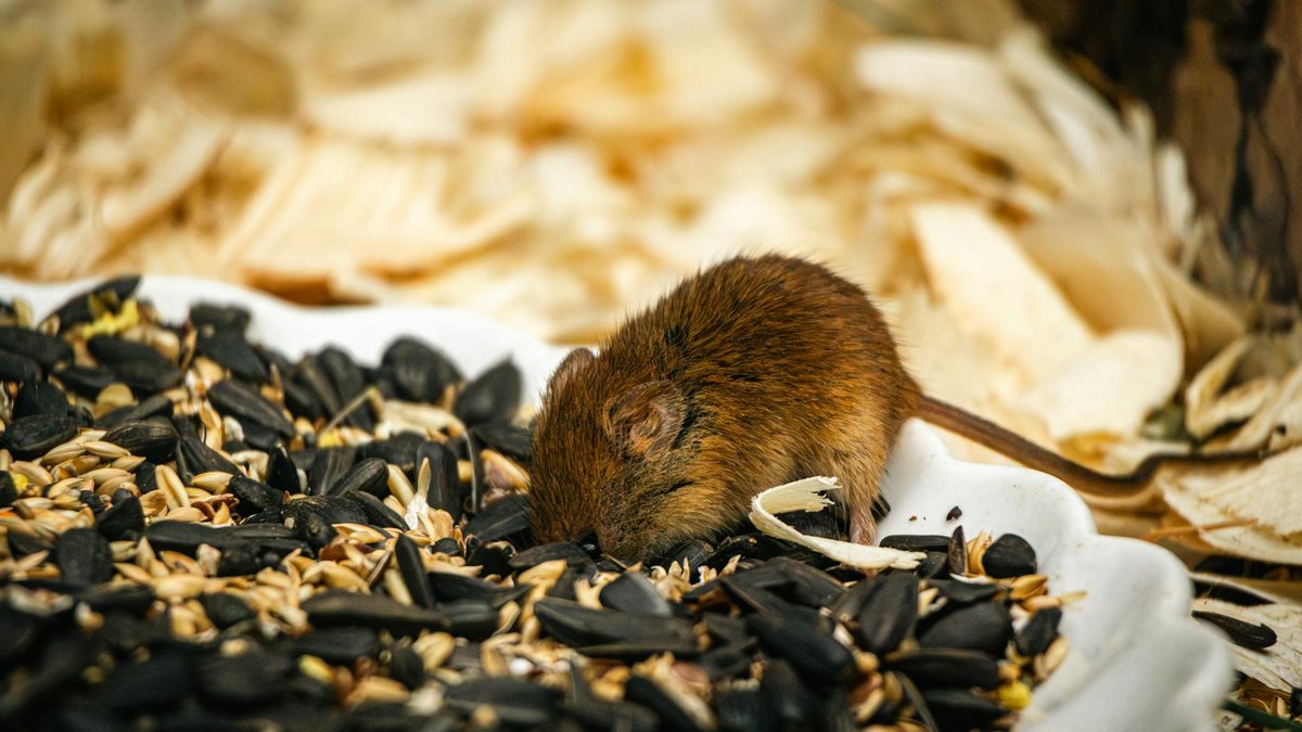 mouse snake food