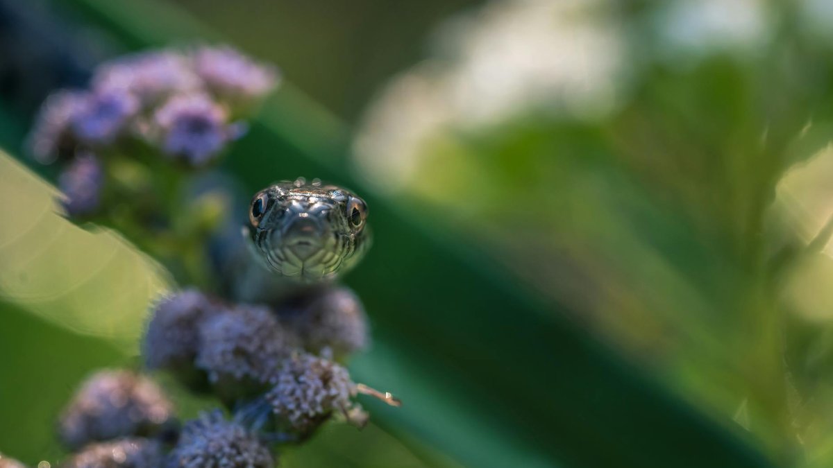 snake repellent plants