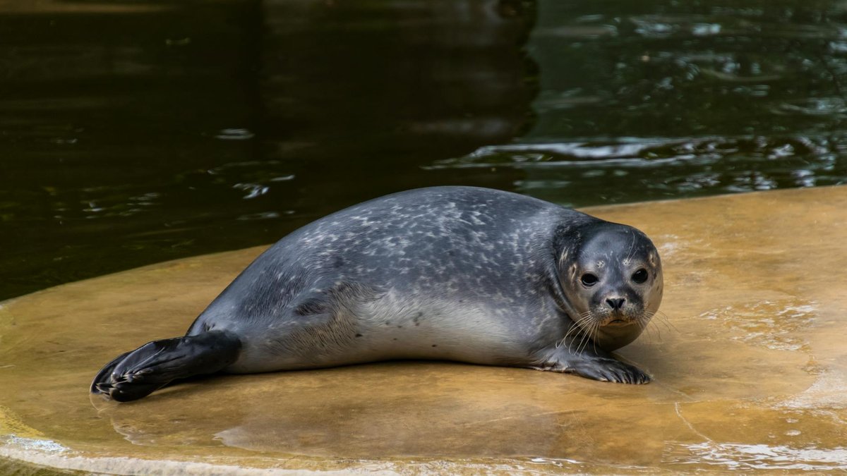 seal house foundation