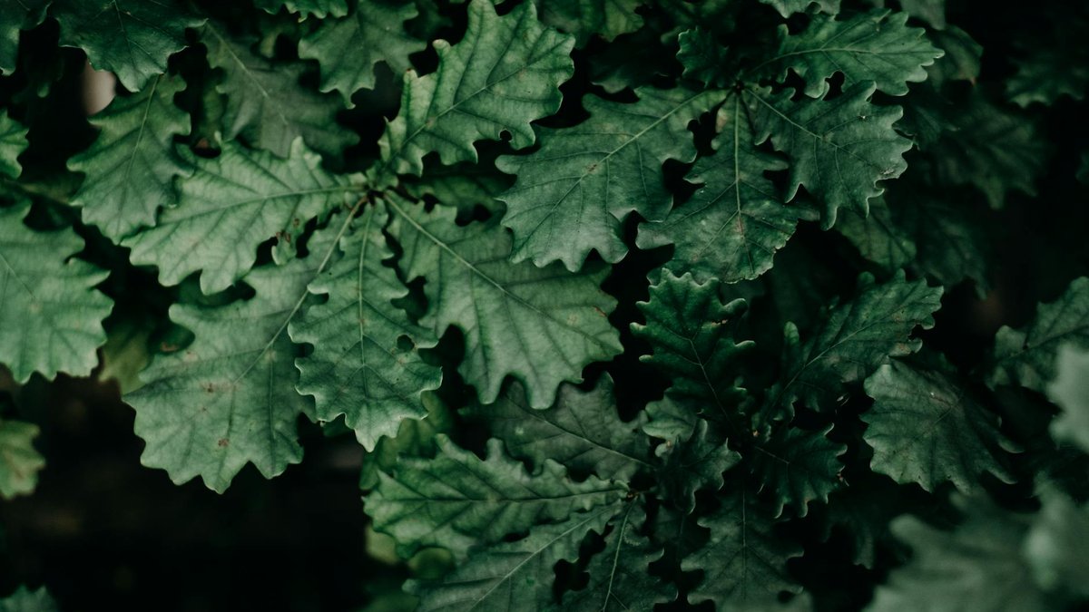 poison oak leaves