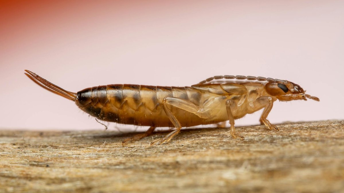 thrips insect