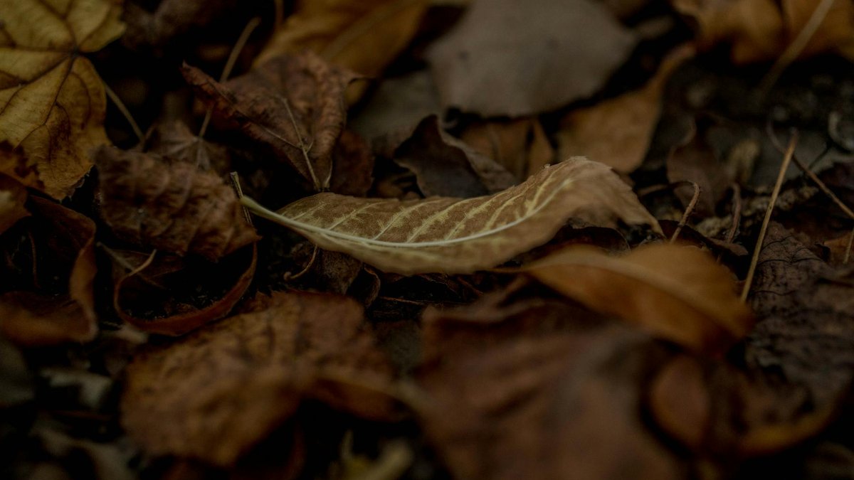 dead leaves