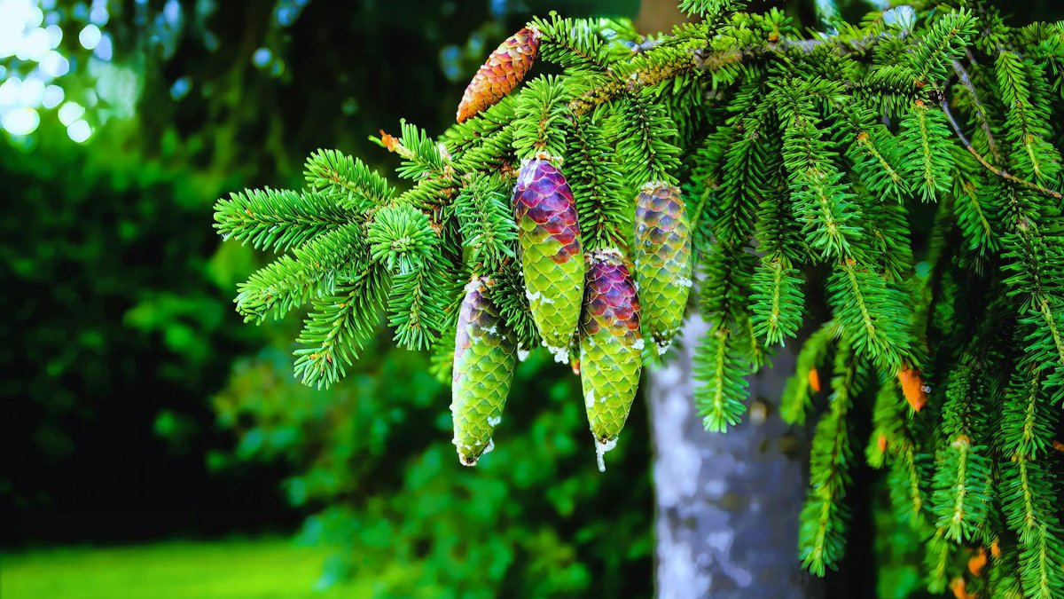 weeping spruce