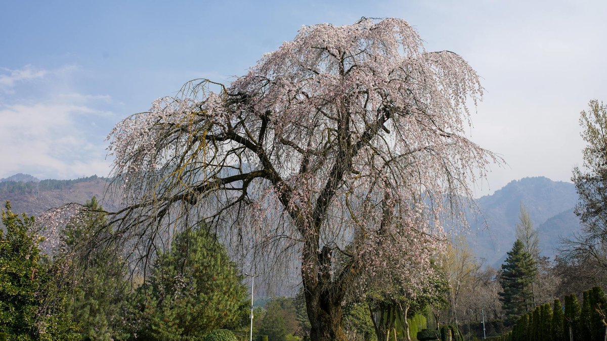 weeping birch