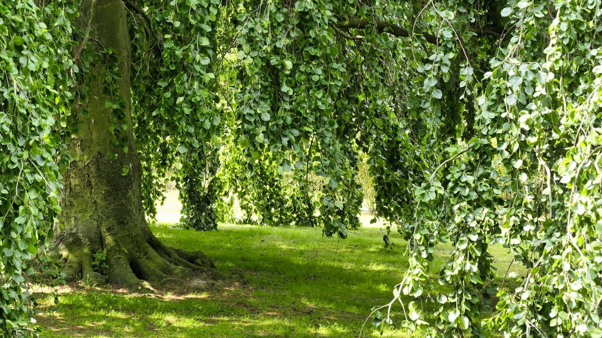 weeping beech