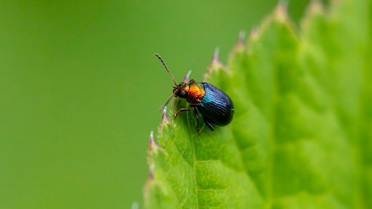 flea beetle damage