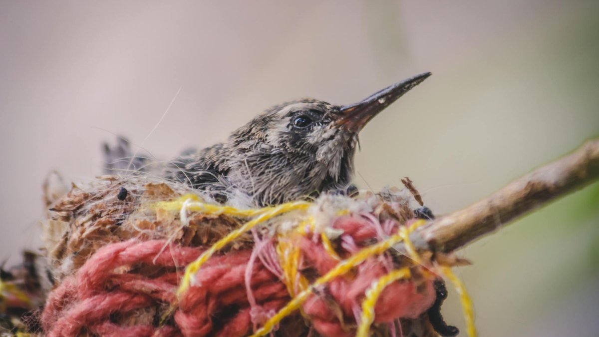 hummingbird recovery box