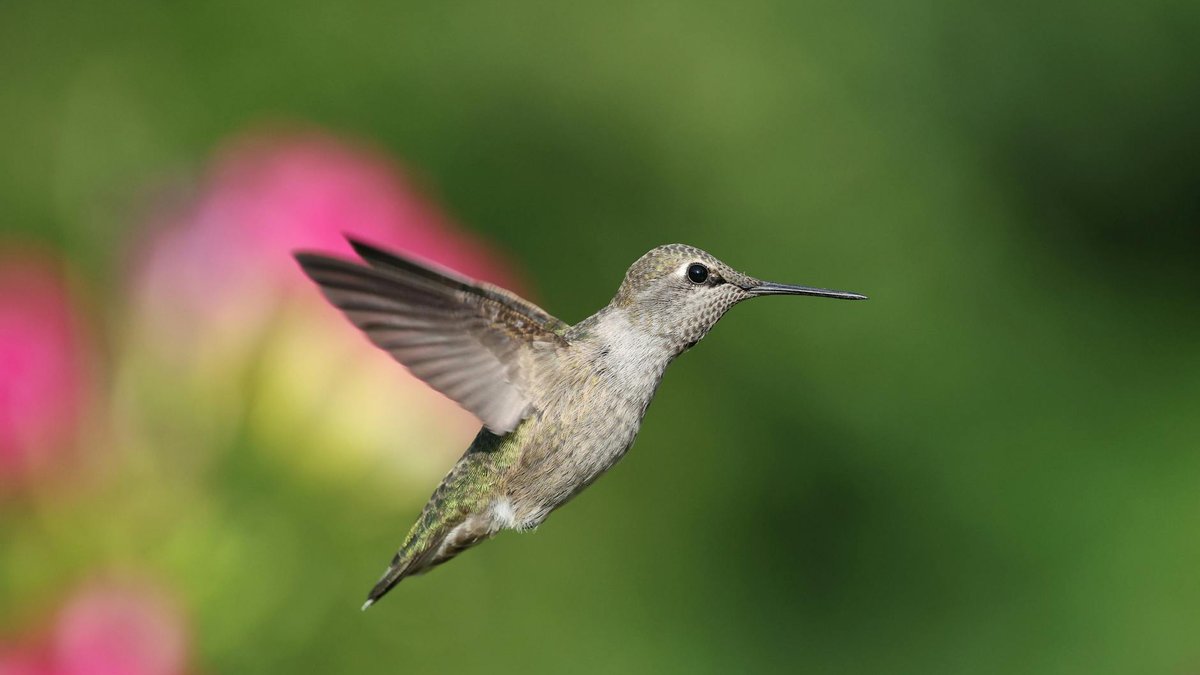 hand holding hummingbird