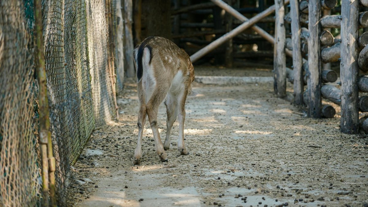 garden fence deer