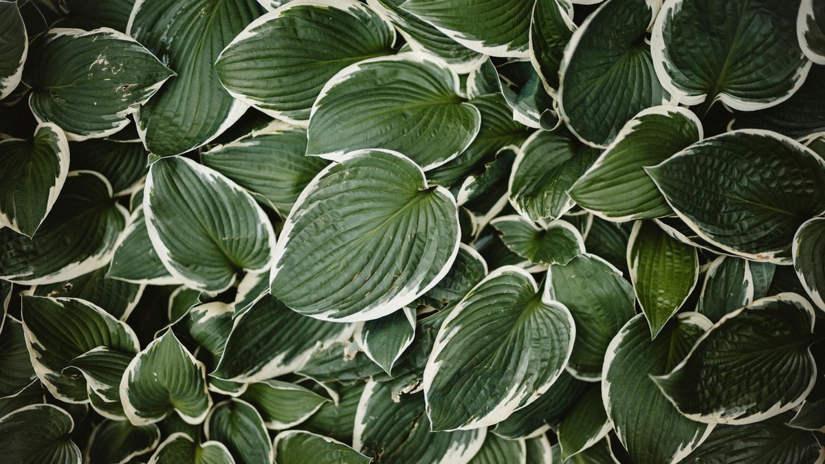 hosta leaves