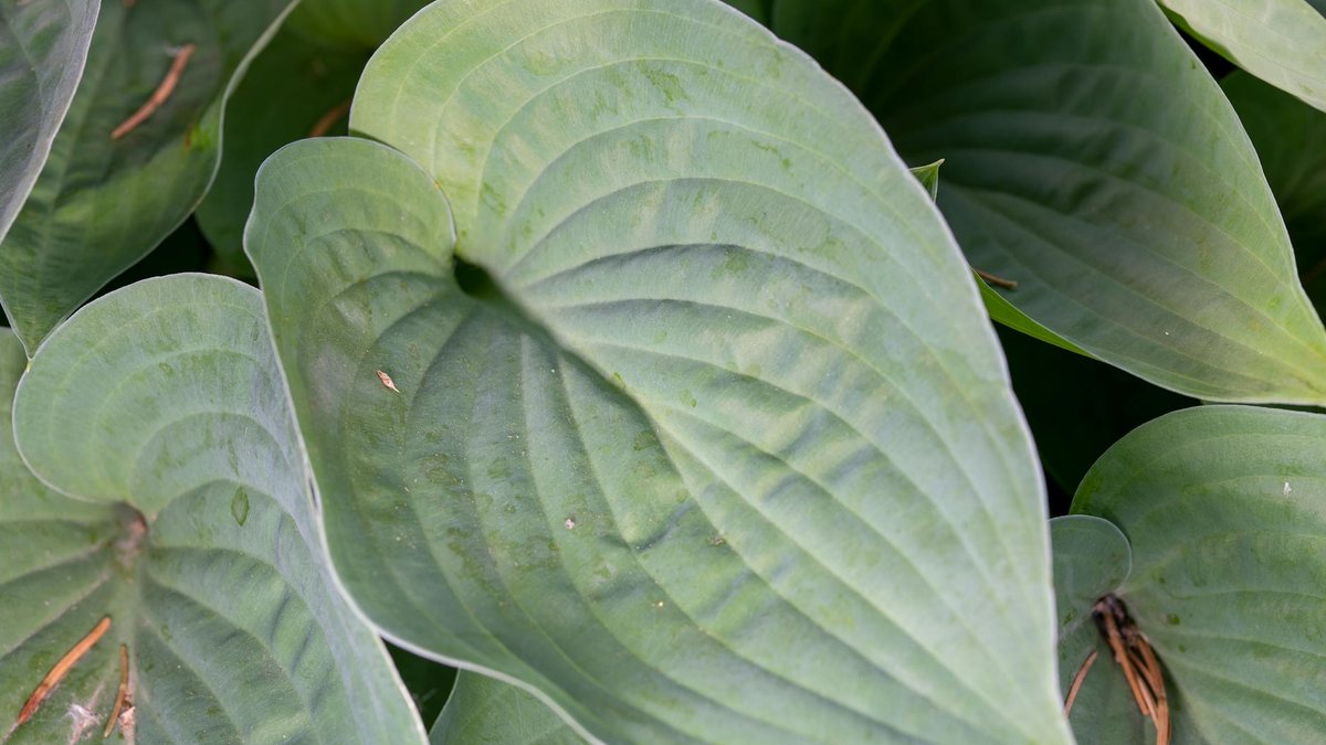 cage hosta