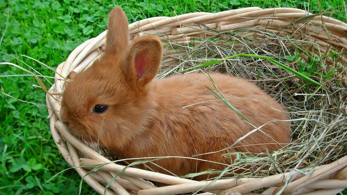 test nest rabbit