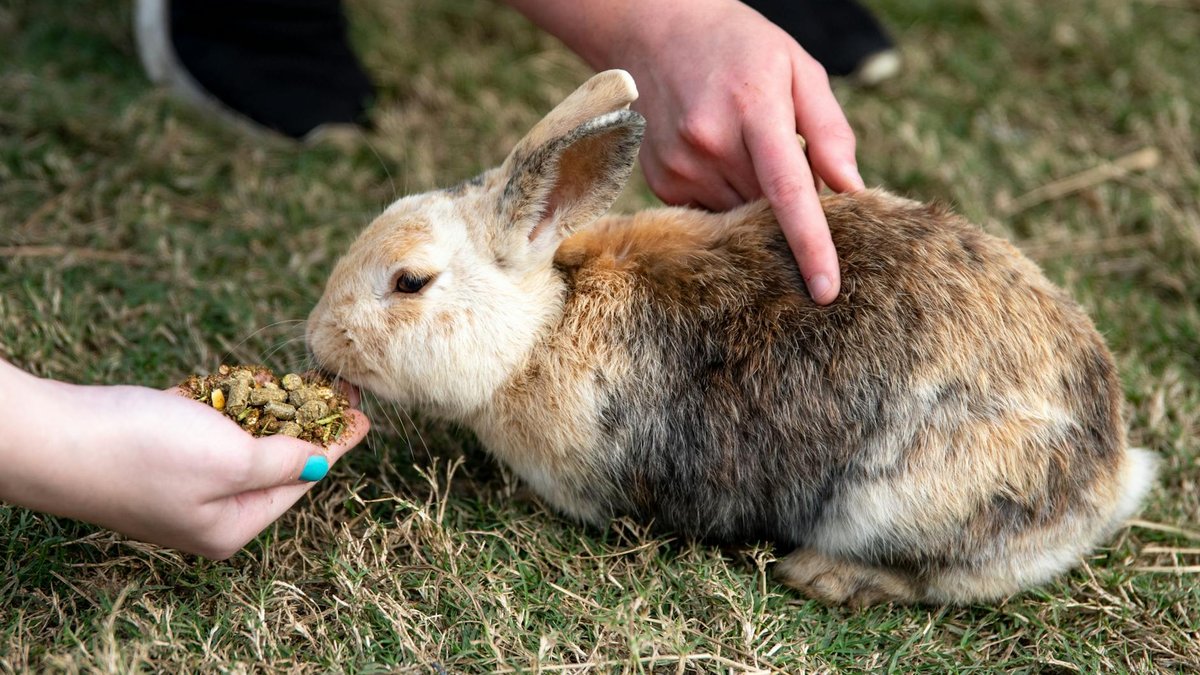 do not touch rabbit