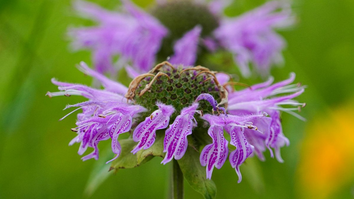 monarda didyma