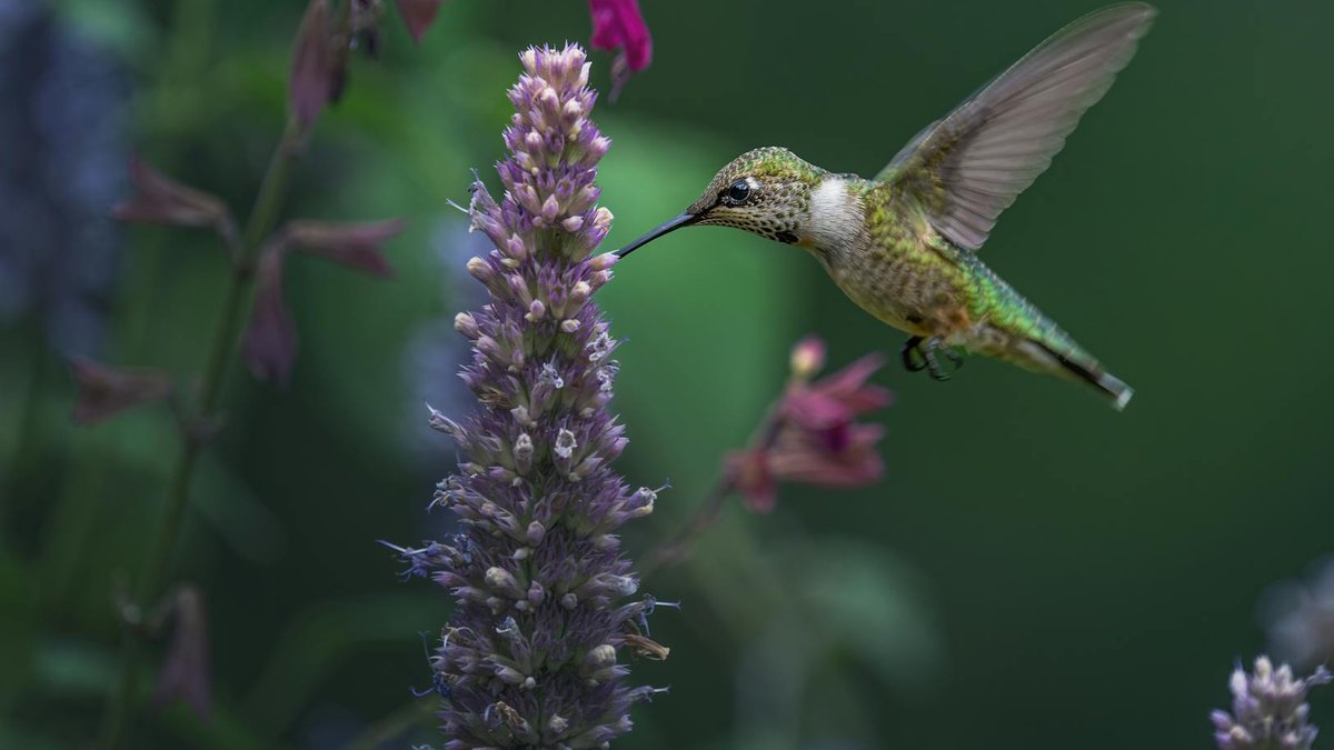 agastache rupestris