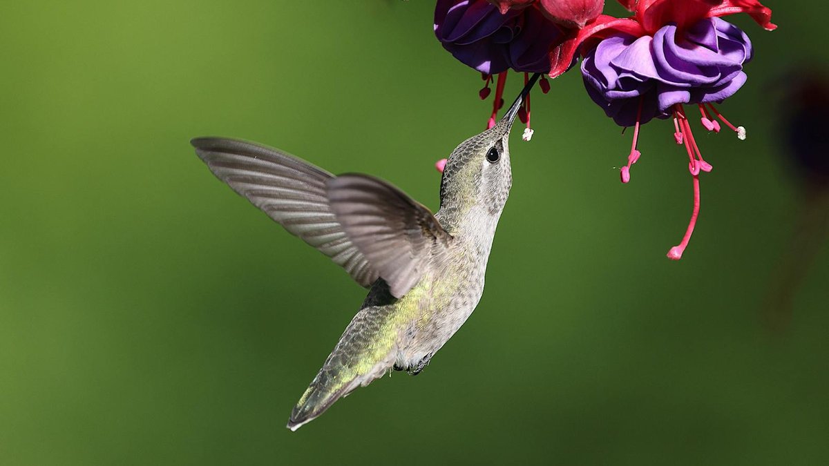 hummingbird feeding nectar