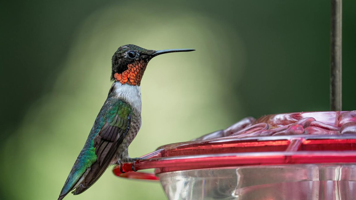 ruby throated hummingbird male