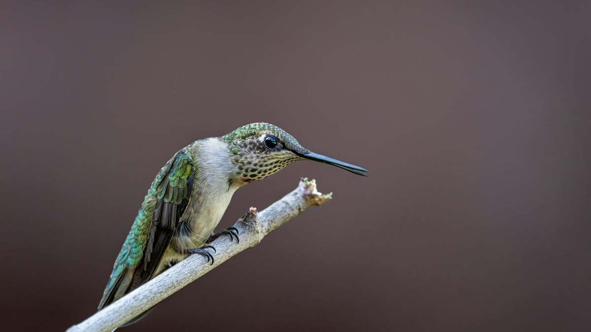 migration map hummingbird