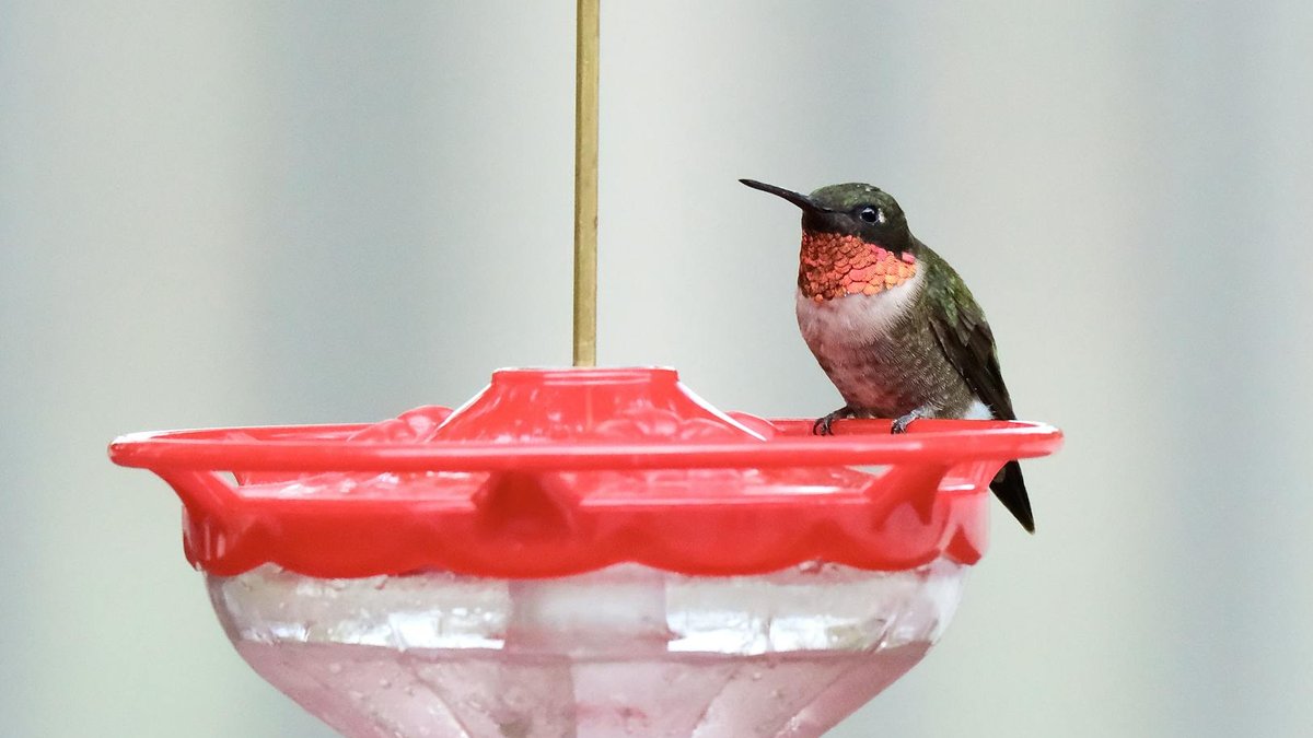 hummingbird feeder frost heater