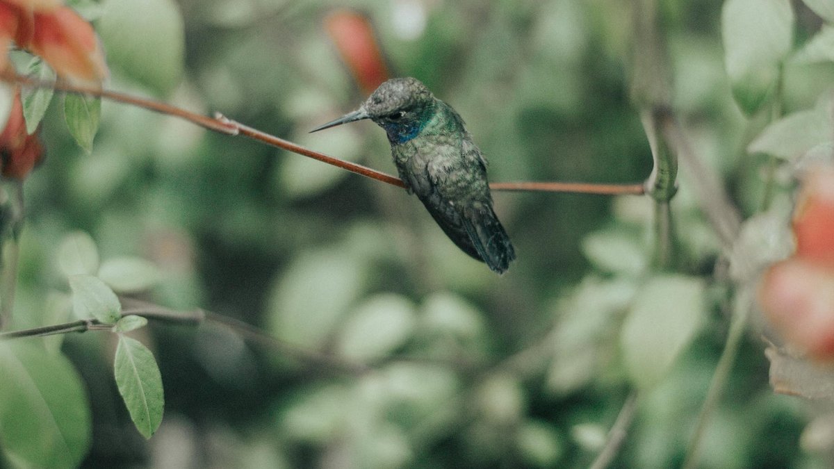 colibri jardin fleurs