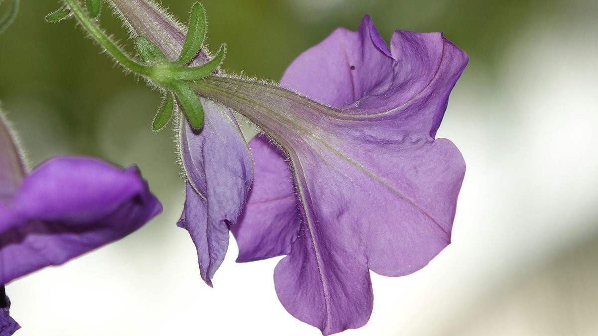 pétunia tombant