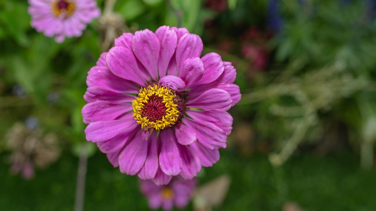 zinnia fleur