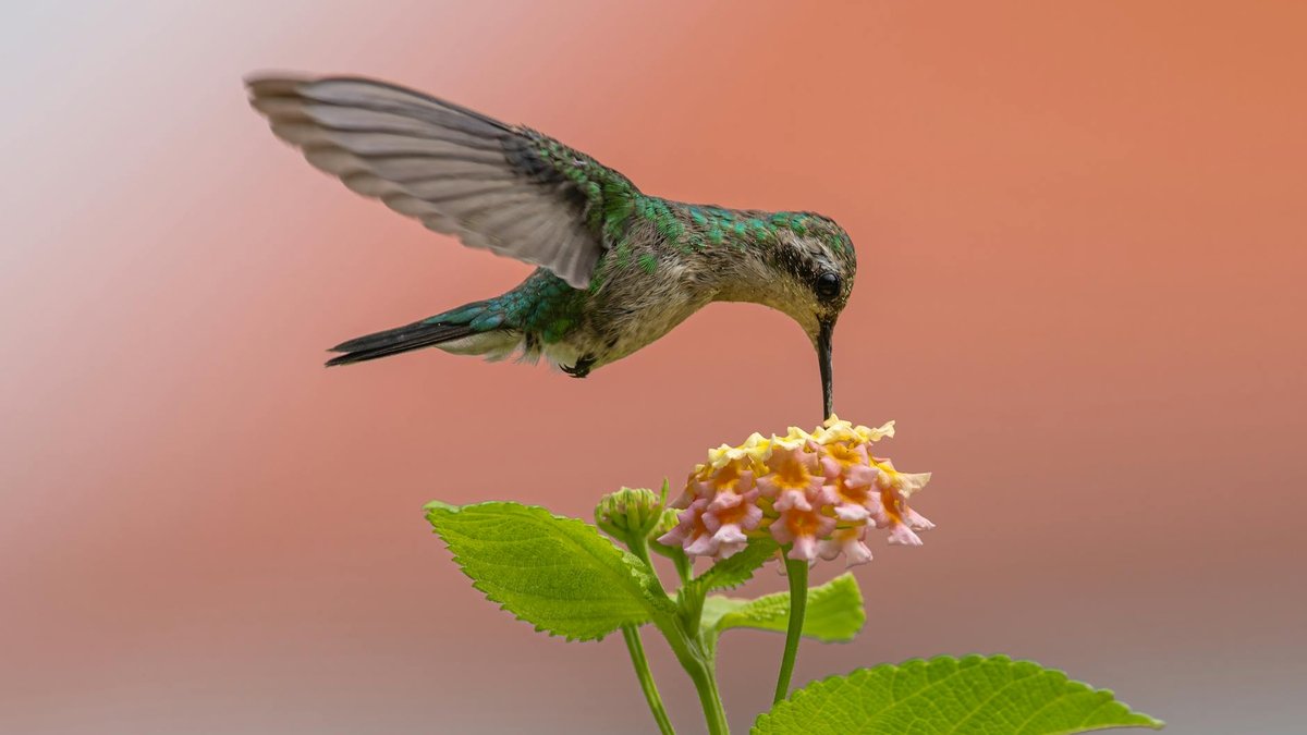 lantana colibri