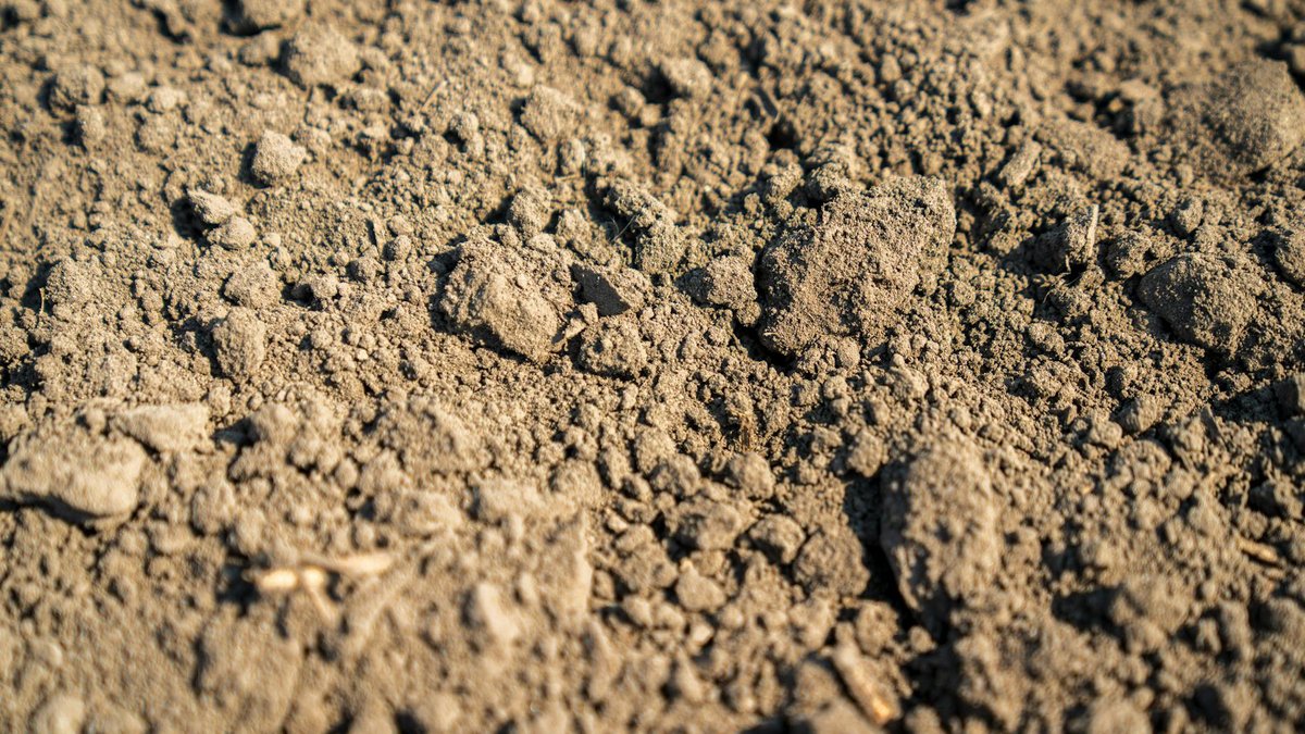 beneficial nematodes soil