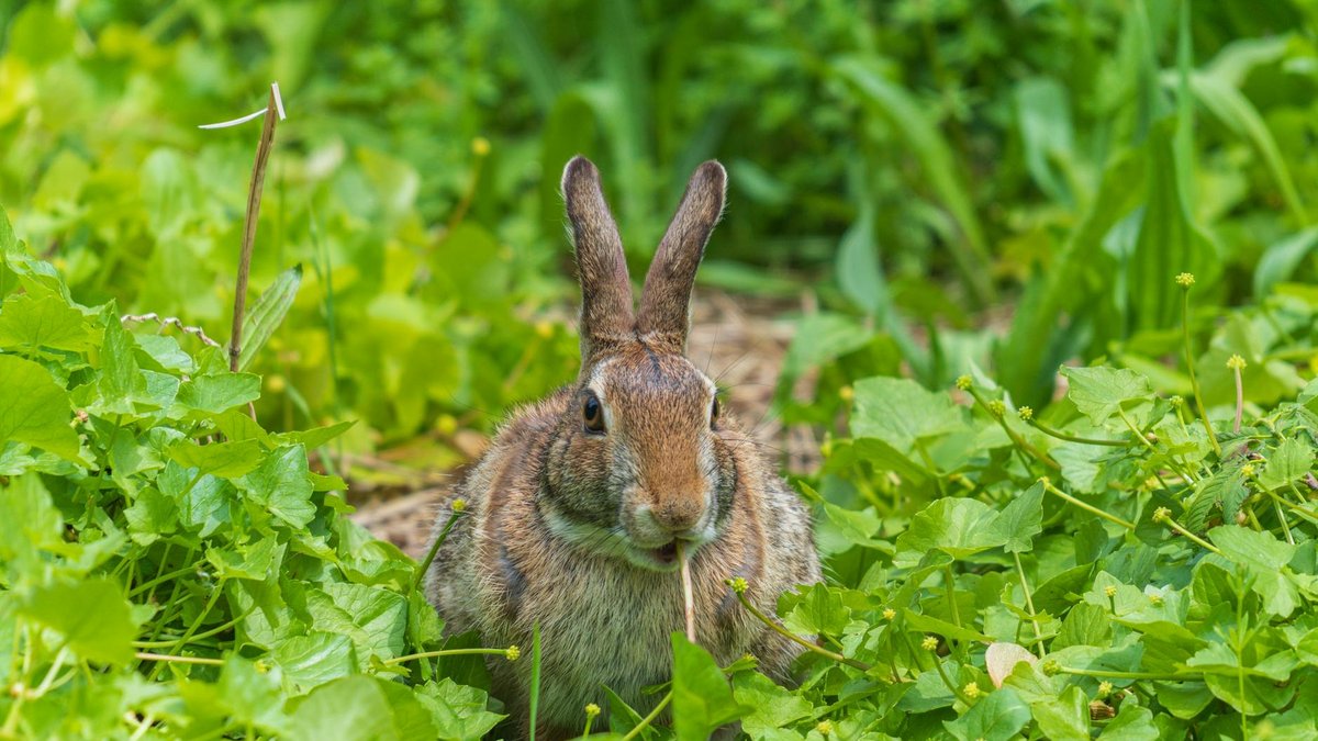 natural rabbit repellent