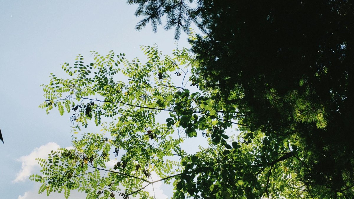 tree of heaven