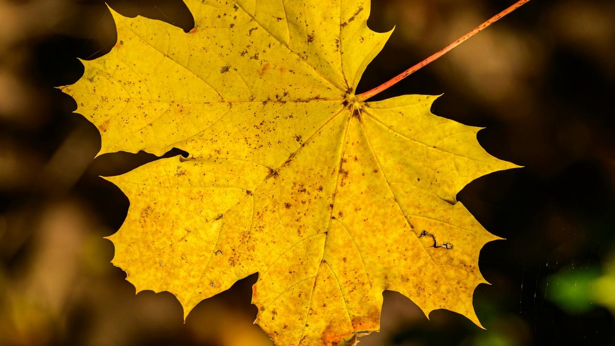 norway maple