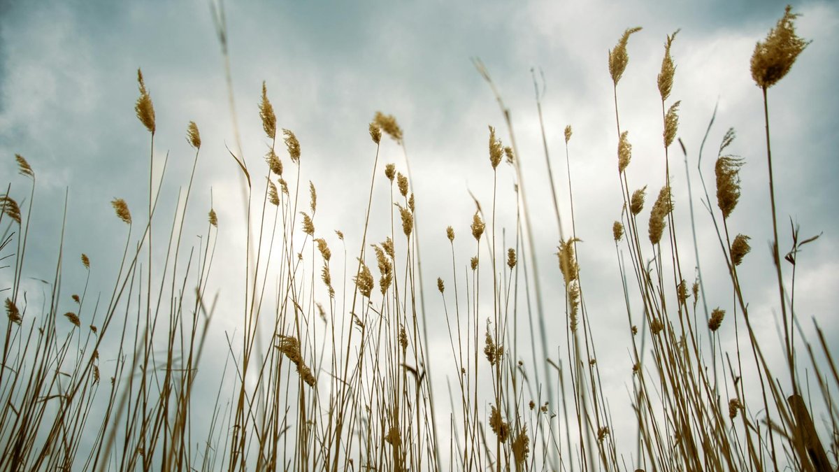 tall grass